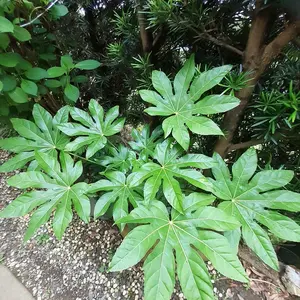 ヤツデの育て方・栽培方法｜植物図鑑｜みんなの趣味の園芸（NHK出版）
