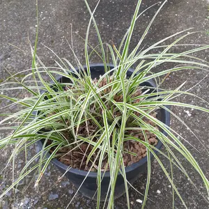 カレックスとは｜育て方がわかる植物図鑑｜みんなの趣味の園芸（NHK出版）