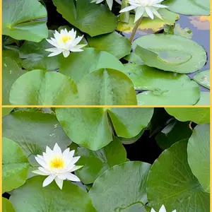 ハスとは｜育て方がわかる植物図鑑｜みんなの趣味の園芸（NHK出版）