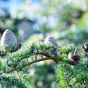 ヒマラヤスギの仲間の種類（原種、品種）｜植物図鑑｜みんなの趣味の