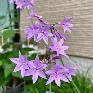 ツルバギアの育て方・栽培方法｜植物図鑑｜みんなの趣味の園芸（NHK出版）