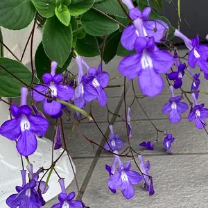 ストレプトカーパスの種類（原種、品種）｜植物図鑑｜みんなの趣味の
