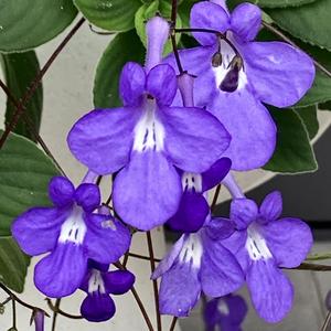 ストレプトカーパスとは｜育て方がわかる植物図鑑｜みんなの趣味の園芸