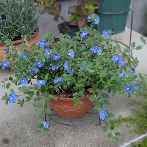 エボルブルス（アメリカンブルー）の種類（原種、品種）｜植物図鑑