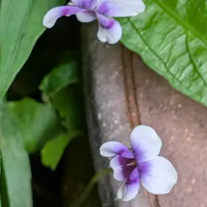 スミレとは｜育て方がわかる植物図鑑｜みんなの趣味の園芸（NHK出版）