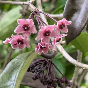 ホヤ（サクララン）の種類（原種、品種）｜植物図鑑｜みんなの趣味の