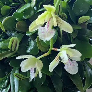 ナゴランの写真｜植物図鑑｜みんなの趣味の園芸