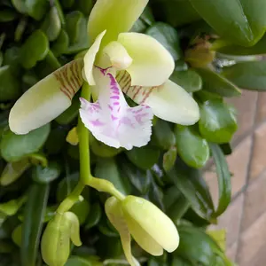 ナゴランとは｜育て方がわかる植物図鑑｜みんなの趣味の園芸（NHK出版）