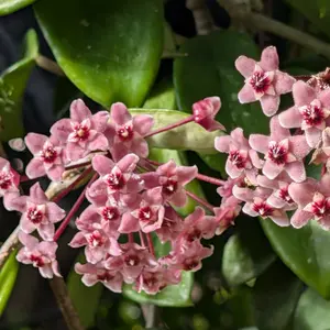 ホヤ（サクララン）とは｜育て方がわかる植物図鑑｜みんなの趣味の園芸