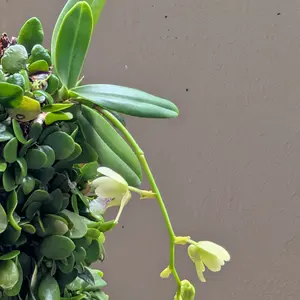 ナゴランとは｜育て方がわかる植物図鑑｜みんなの趣味の園芸（NHK出版）
