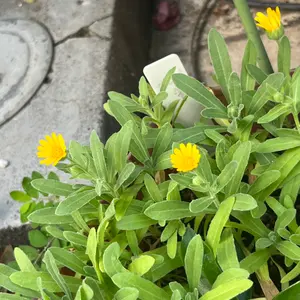 先生さようなら　カレンデュラ⭐︎ 先生さようなら カレンデュラ⭐︎ 先生さようなら カレンデュラ