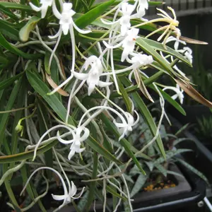 フウランの種類（原種、品種）｜植物図鑑｜みんなの趣味の園芸（NHK出版）