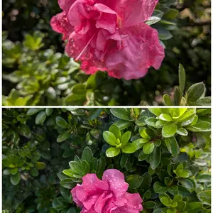 ツツジとは｜育て方がわかる植物図鑑｜みんなの趣味の園芸（NHK出版）