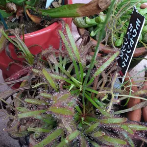モウセンゴケ（ドロセラ）の仲間とは｜育て方がわかる植物図鑑
