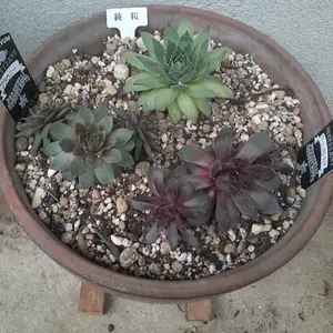 センペルビウム（センペルビブム）とは｜育て方がわかる植物図鑑