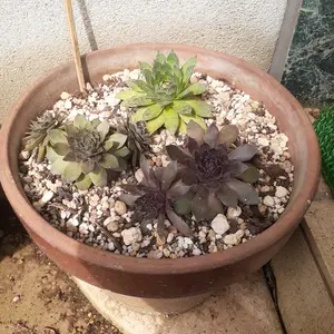 センペルビウム（センペルビブム）とは｜育て方がわかる植物図鑑