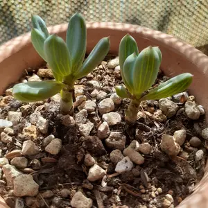 セネシオ（多肉植物）とは｜育て方がわかる植物図鑑｜みんなの趣味の