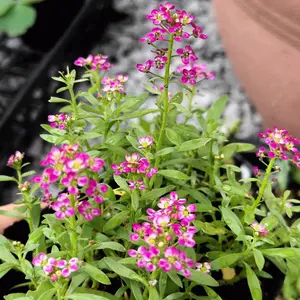 アツモリソウの育て方・栽培方法｜植物図鑑｜みんなの趣味の園芸（NHK