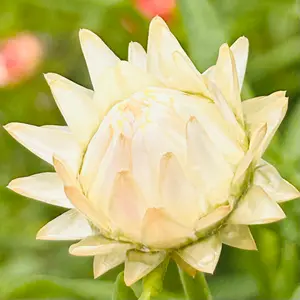 ヘリクリサム（ムギワラギク・帝王貝細工）の育て方・栽培方法｜植物