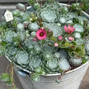 センペルビウム（センペルビブム）とは｜育て方がわかる植物図鑑