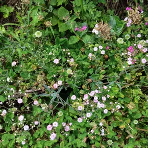 カスミソウの写真｜植物図鑑｜みんなの趣味の園芸