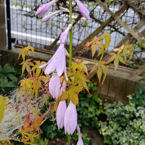 ギボウシ（ホスタ）とは・基本情報｜育て方がわかる植物図鑑｜みんなの