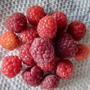 ラズベリーの種類（原種、品種）｜植物図鑑｜みんなの趣味の園芸（NHK