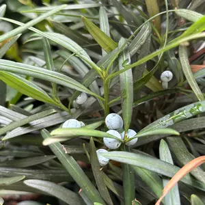 イヌマキとは｜育て方がわかる植物図鑑｜みんなの趣味の園芸（NHK出版）