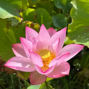 ♫ハスの育て方♫ ♫ハスの育て方♫ ハスの育て方・栽培方法｜植物図鑑