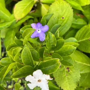 ニオイバンマツリの育て方・栽培方法｜植物図鑑｜みんなの趣味の園芸