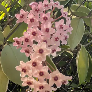 ホヤ（サクララン）とは｜育て方がわかる植物図鑑｜みんなの趣味の園芸