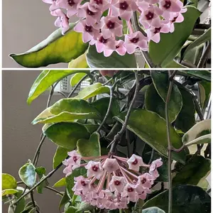 ホヤ（サクララン）の写真｜植物図鑑｜みんなの趣味の園芸