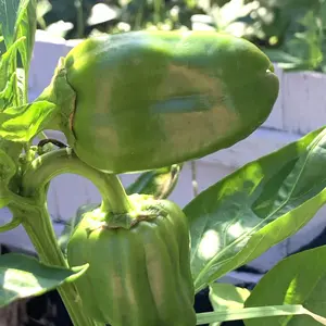 Top【選抜株】多肉植物　11573グリーンペッパー（ピーマン）　35個　鉢無し ピーマンとは｜育て方がわかる植物図鑑｜みんなの趣味の園芸（NHK出版）