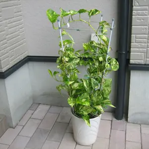 ポトスとは｜育て方がわかる植物図鑑｜みんなの趣味の園芸（NHK出版）