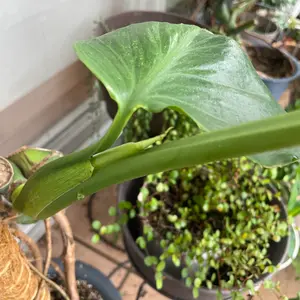 モンステラとは｜育て方がわかる植物図鑑｜みんなの趣味の園芸（NHK出版）