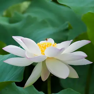 ハスの育て方・栽培方法｜植物図鑑｜みんなの趣味の園芸（NHK出版）