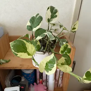 ポトスとは｜育て方がわかる植物図鑑｜みんなの趣味の園芸（NHK出版）