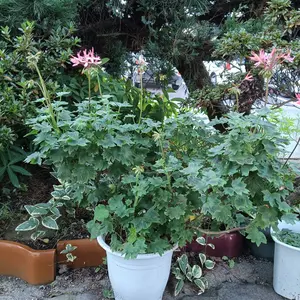 ゼラニウム（ゼラニューム）とは｜育て方がわかる植物図鑑｜みんなの