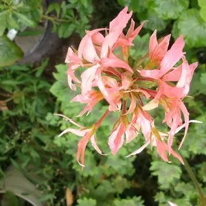 ゼラニウム（ゼラニューム）とは｜育て方がわかる植物図鑑｜みんなの