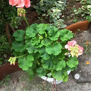 ゼラニウム（ゼラニューム）とは｜育て方がわかる植物図鑑｜みんなの