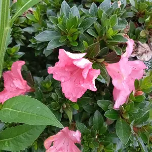 ツツジとは｜育て方がわかる植物図鑑｜みんなの趣味の園芸（NHK出版）
