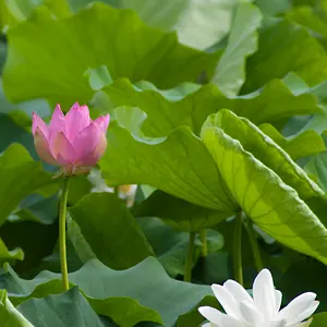 ハスの育て方・栽培方法｜植物図鑑｜みんなの趣味の園芸（NHK出版）