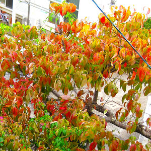 ハナミズキの種類（原種、品種）｜植物図鑑｜みんなの趣味の園芸（NHK