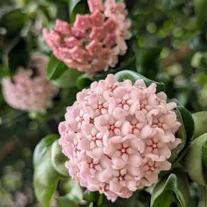 ホヤ（サクララン）とは｜育て方がわかる植物図鑑｜みんなの趣味の園芸
