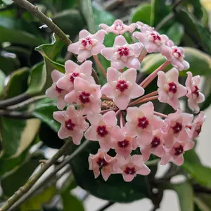 ホヤ（サクララン）とは・基本情報｜育て方がわかる植物図鑑｜みんなの