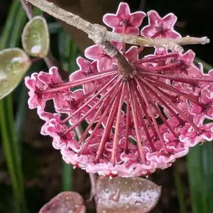 ホヤ（サクララン）の写真｜植物図鑑｜みんなの趣味の園芸