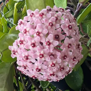 ホヤ（サクララン）とは｜育て方がわかる植物図鑑｜みんなの趣味の園芸