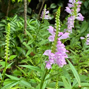 ハナトラノオの育て方・栽培方法｜植物図鑑｜みんなの趣味の園芸（NHK