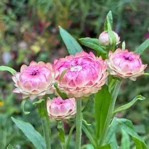 ヘリクリサム（ムギワラギク・帝王貝細工）の写真｜植物図鑑｜みんなの