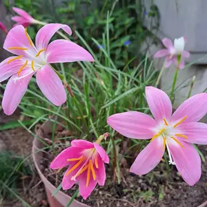 ゼフィランサスとは｜育て方がわかる植物図鑑｜みんなの趣味の園芸